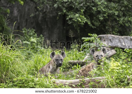 hyena life in nature 