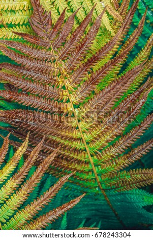 Colorful background, beautiful details, macro, nature, green and red fern.  By Letowa.