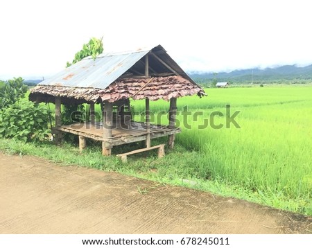 The hut on the field of rice.