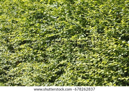Green  Sheets, green leaves of a hedge