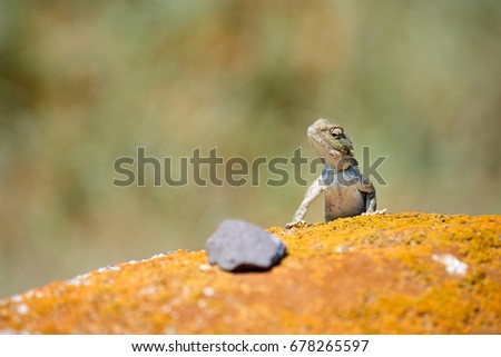  Agama lizard. Agamidae . Mangistau region. Kazakhstan.