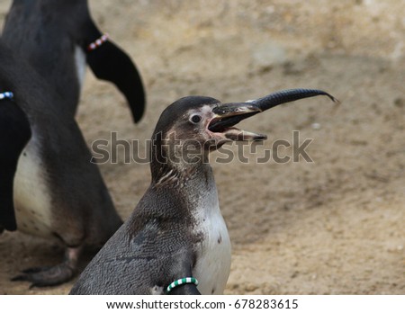 The Humboldt penguin (Spheniscus humboldti)