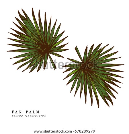 Tropical leaves - fan palm. Hand drawn background. Vector illustration. Engraved jungle leaf isolated on white background