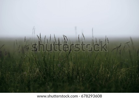 grass and fog