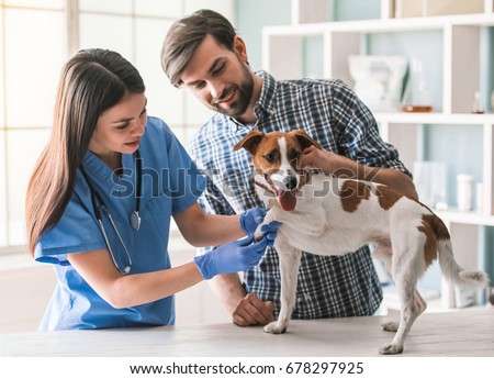 Cute dog is being examined by the beautiful female veterinarian, his handsome guardian is near Royalty-Free Stock Photo #678297925