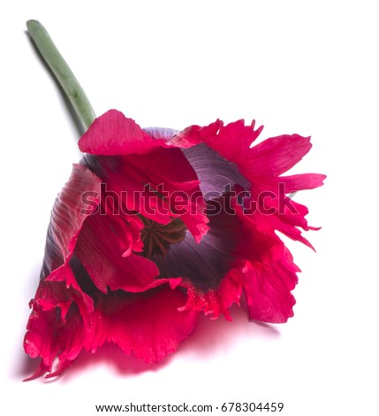 Poppy flower isolated on white