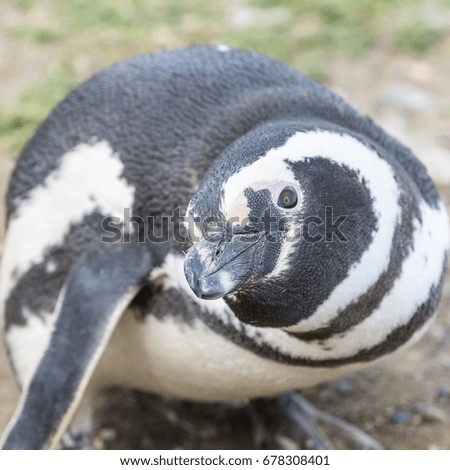Magellanic penguin close-up looking on photographer, Patagonia, Chile, South America