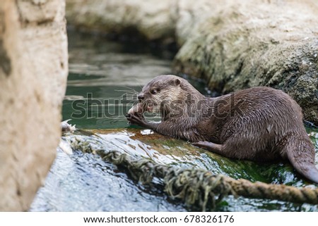 Otter (Lutra,Lutra) when eating fish