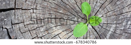 Ecology concept. Rising sprout plantain of old wood and symbolizes the struggle for a new life, border design panoramic banner. Royalty-Free Stock Photo #678340786