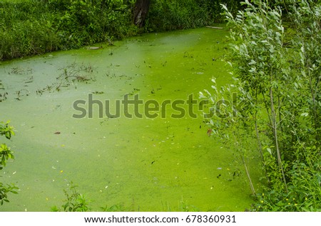 Green swamp in mud