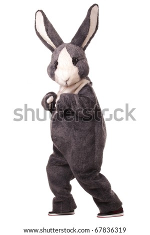 Funny grey rabbit isolated on white background