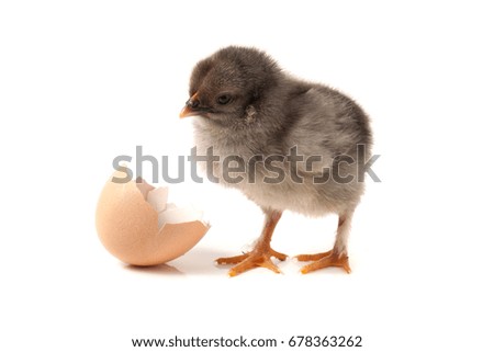 Cute little chicken with eggshell isolated on white background