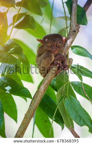 Tarsier Tarsius Syrichta , Bohol, Philippines, closeup portrait, sits on a tree in the jungle.