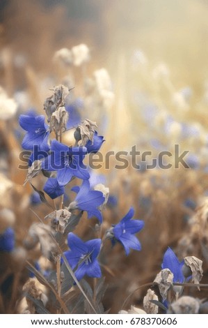 Image of Viola tricolor, blue flowers, in the park. Shallow depth of field. Middle part of image is in focus.