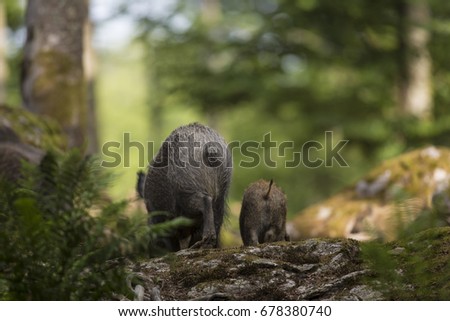 Cute swine sus scrofa family coming back from trip in dark forest. Group of Wild boar, mother care about small cryptic striped young baby on background nature habitat of deep bush Wildlife photography