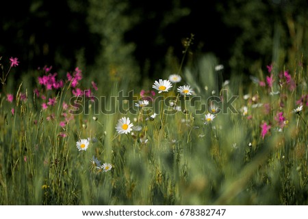 beautiful summer meadow flower background