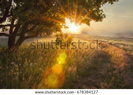 Landscape rays of sun through branches of tree. Beautiful scenery morning sunrise rays of sun through branches of tree in meadow in early autumn. Early colorful autumn and on foggy morning Solar glare Royalty-Free Stock Photo #678384127