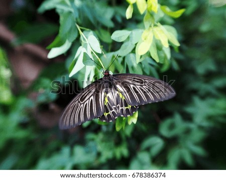 wild small black light yellow pattern butterfly moth on green leaves, tropical plants outdoor in garden with colorful background selective focus with special lens effect