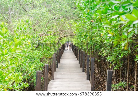 Wooden bridge in the Mangrove forest, Thailand, Rayong, Prasae, Tungprongthong
