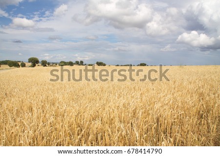  Bread wheat, Triticum aestivum, Triticum monococcum Royalty-Free Stock Photo #678414790