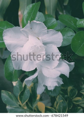 Good morning with big white flower and green leaf 