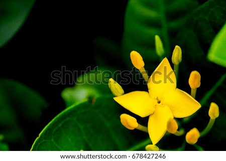 Yellow Spike flower