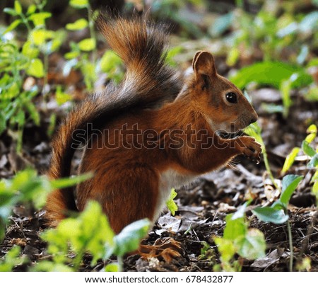 Squirrel cute at the green grass found a  nut