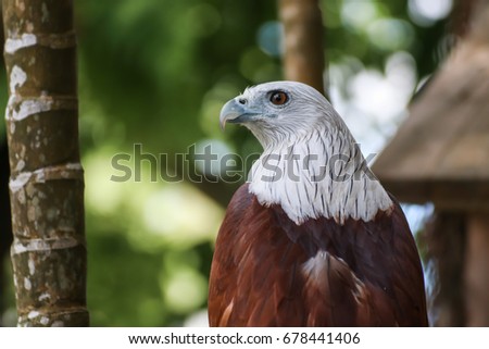 Hawk, Hawk eyes, red wing color hawk, Brahminy Kite is Flying Predators and powerful hawk that use to control other bird in farmer, biological control