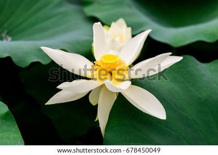 Summer lotus pond pink, white lotus, lotus bloom, high-definition photography beauty map background