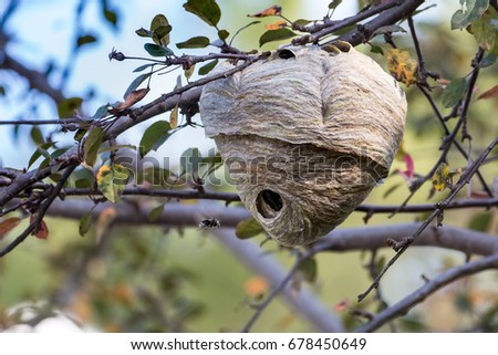 A Bald-faced Hornet nest attached to a tree in Toronto, Canada Royalty-Free Stock Photo #678450649
