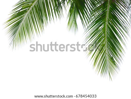 Green leave of coconut palm tree isolated on white background Royalty-Free Stock Photo #678454033