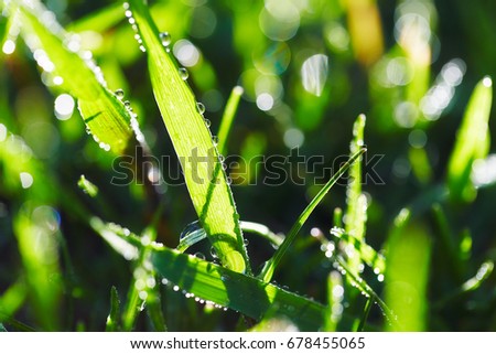 Close up of wet grass in morning light. Bokeh lights in wet grass