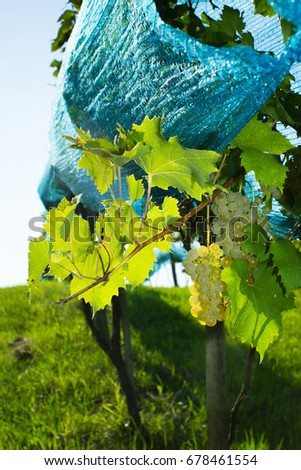 vineyard anti bird protection netting 
