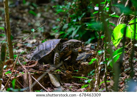 Manouria emys phayei or Asian Giant Tortoise in forest at Kaeng Krachan National Park, Thailand.