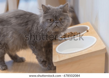cat eating dried cat food and milk on wooden floor