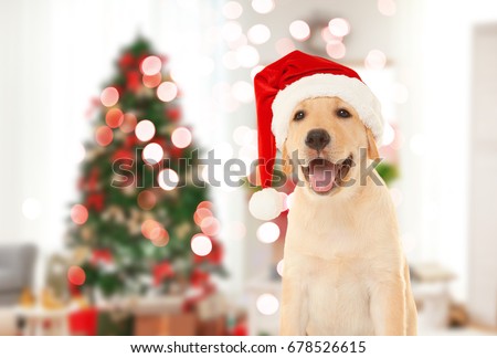Cute puppy in Santa hat and blurred living room decorated for Christmas on background