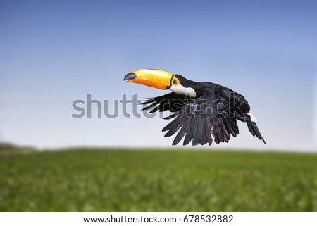 Beautiful toucan flying with the sky in background