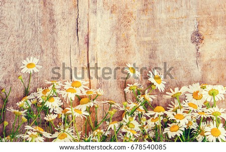 Medicinal chamomile on wooden background. Medicinal plants. Selective focus. 
