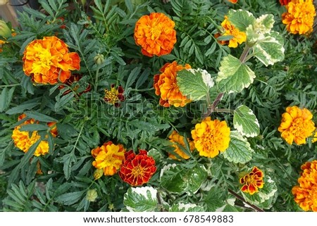 Blooming flowers background, orange and green