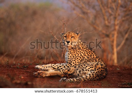 The cheetah (Acinonyx jubatus) lying on a red earth with bushy bushes in the background in the morning light