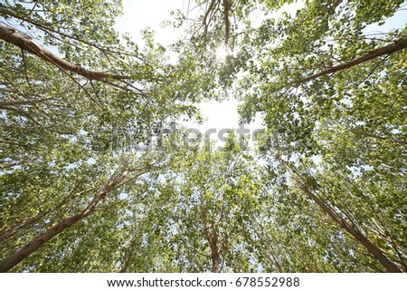 Deep perspective forest sky view