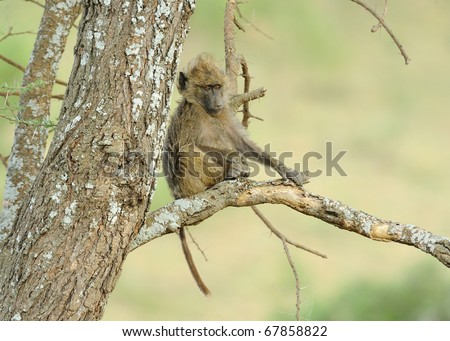 A baby Baboon is resting on a tree