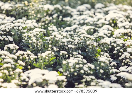 Field of  flowers white.