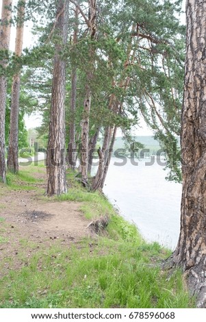 Trees by the lake
