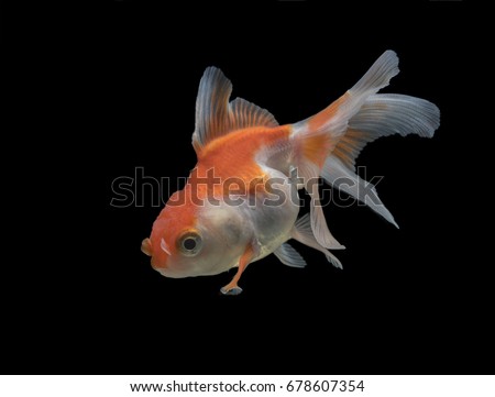 Goldfish with wondering face