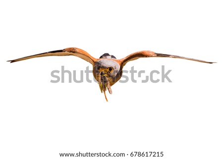 isolated flying falcon. Isolated bird on white background. 