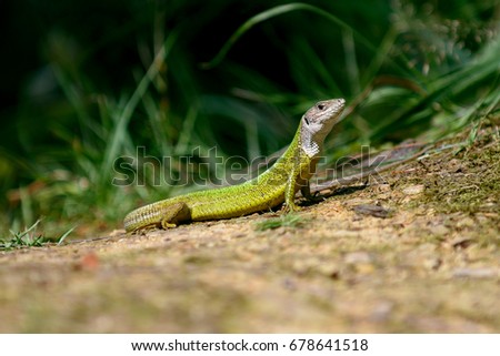 European green lizard Lacerta viridis, female