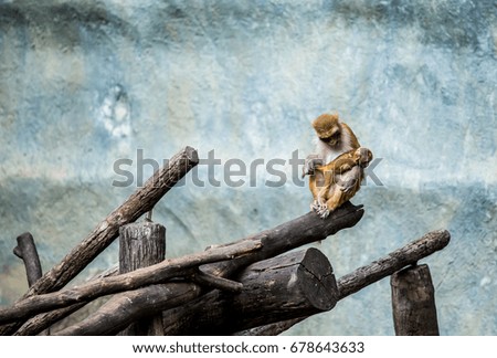 monkey in chiangmai Thailand
