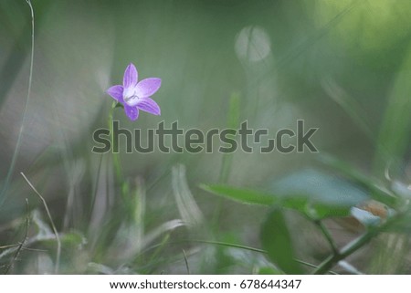 Purple bell on the nature