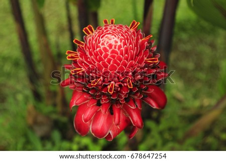 Flowers photography. Flower photo. Tropical travel. Travel to Costa Rica. Wanderlust